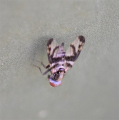 Pseudodyscrasis scutellaris