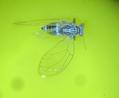 Bactericera cockerelli