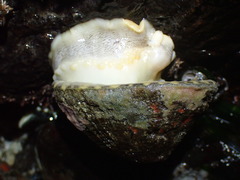 Diodora