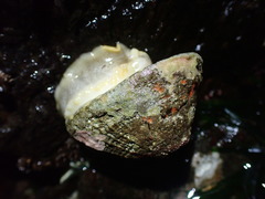 Diodora