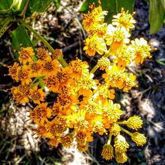 Senna siamea