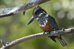Giant Kingfisher photo 4