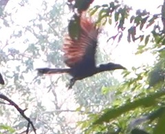 Anorrhinus galeritus