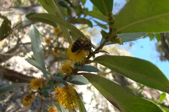 Azara uruguayensis