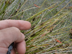 Carex litorosa