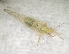 Bactericera cockerelli