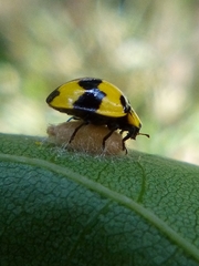 Dinocampus coccinellae