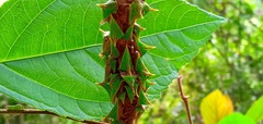Umbonia spinosa