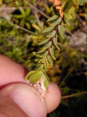 Pimelea traversii
