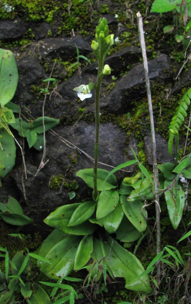 Ponthieva parvilabris