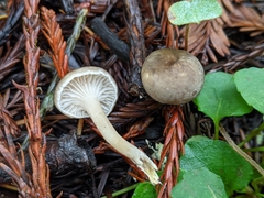 Spodocybe trulliformis