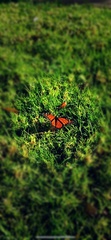 Danaus plexippus