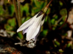 Wahlenbergia pygmaea pygmaea
