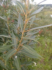 Salix × fragilis