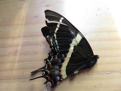 Papilio garamas garamas