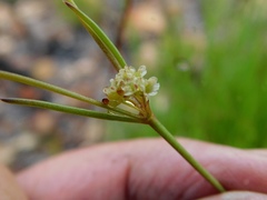 Centella thesioides