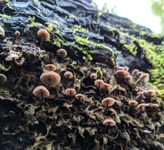 Micromphale arbuticola