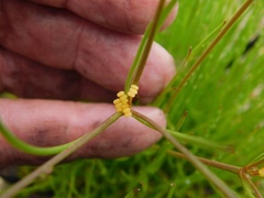 Centella thesioides