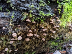Micromphale arbuticola