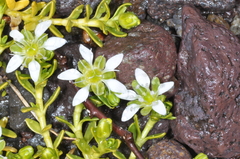 Arenaria serpens