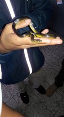 Atractus lasallei