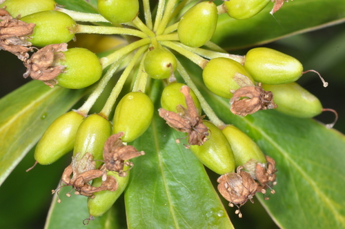 Ovidia andina