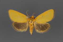 Eulithosia composita