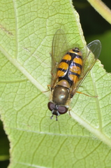 Syrphus octomaculatus
