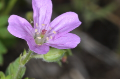 Geranium magellanicum