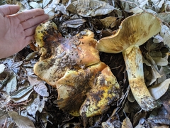 Cortinarius ponderosus