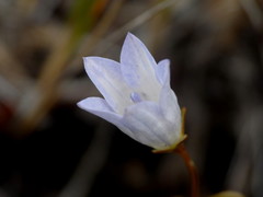 Wahlenbergia pygmaea pygmaea