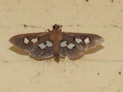 Omiodes odontosticta