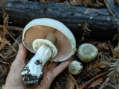 Agaricus buckmacadooi