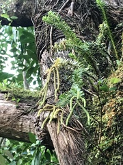 Phlegmariurus phyllanthus