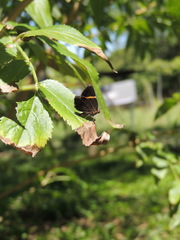 Riodina lysippoides