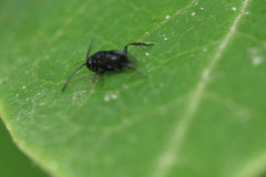Brachygaster minuta