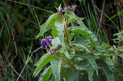 Solanum crinitipes