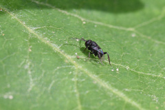Brachygaster minuta