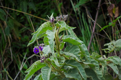 Solanum crinitipes