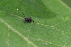 Brachygaster minuta