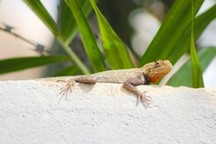 Agama africana
