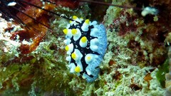 Phyllidia picta