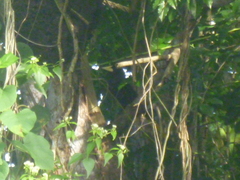 Psarocolius decumanus