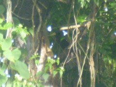 Psarocolius decumanus