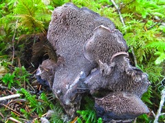 Hydnellum fuscoindicum