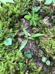 Chamaenerion angustifolium