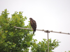 Parabuteo unicinctus