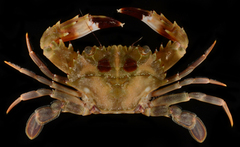 Charybdis hellerii