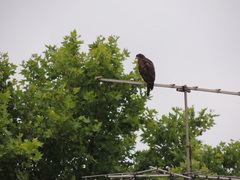 Parabuteo unicinctus