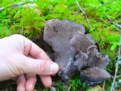 Hydnellum fuscoindicum